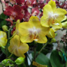 Орхидея Phalaenopsis Arezzo, midi 