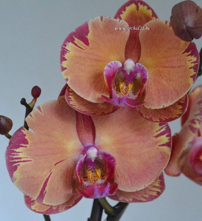 Орхидея Phalaenopsis