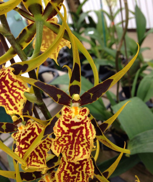 Орхидея Cambria 'Mystic Maze' 