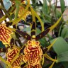 Орхидея Cambria 'Mystic Maze' (отцвела)