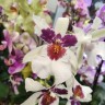 Орхидея Beallara (отцвела)