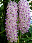 Орхидея Rhynchostylis retusa, Pink spot (отцвёл)