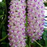 Орхидея Rhynchostylis retusa, Pink spot (отцвёл)