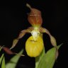 Орхидея Cypripedium parviflorum (отцвёл)