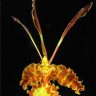 Орхидея Psychopsis Butterfly (отцвел)