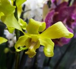 Орхидея Dendrobium hybrid (отцвёл)