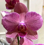 Орхидея Phalaenopsis Pirate Picotee mutation 