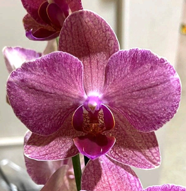 Орхидея Phalaenopsis Pirate Picotee mutation 