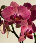 Орхидея Phalaenopsis Pirate Picotee mutation 