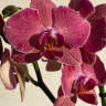 Орхидея Phalaenopsis Pirate Picotee mutation 