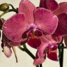 Орхидея Phalaenopsis Pirate Picotee mutation 