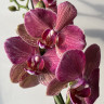 Орхидея Phalaenopsis Pirate Picotee mutation 