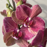 Орхидея Phalaenopsis Pirate Picotee mutation 