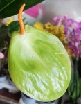 Anthurium Scherzerianum (зеленый)