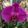 Орхидея Phalaenopsis Singolo Violet (отцвел)