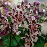 Орхидея Cambria      