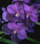Орхидея Vanda Manuvadee Blue (сеянец)  