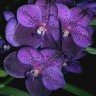 Орхидея Vanda Manuvadee Blue (сеянец)  