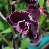 Орхидея Phalaenopsis Black, multiflora 