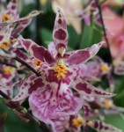 Орхидея Oncidium Titanium Treasure violet