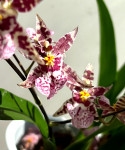 Орхидея Oncidium Titanium Treasure violet 