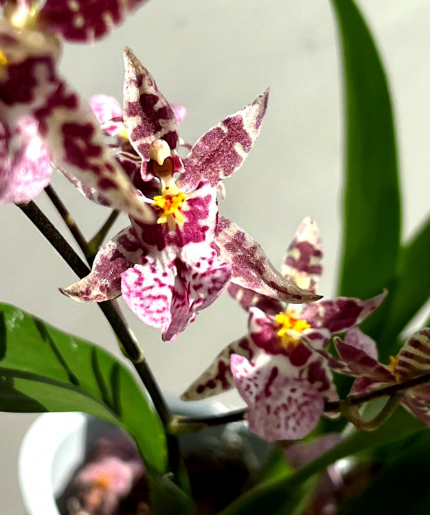 Орхидея Oncidium Titanium Treasure violet (отцвел)