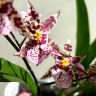 Орхидея Oncidium Titanium Treasure violet 