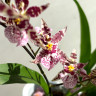 Орхидея Oncidium Titanium Treasure violet (отцвел)