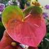 Anthurium Sweet Heart Pink (деленка без цветов)