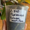 Орхидея Phal. Bolzano, multiflora (отцвел, РЕАНИМАШКА) 