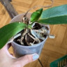 Орхидея Phal. Bolzano, multiflora (отцвел, РЕАНИМАШКА) 