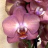 Орхидея Phalaenopsis