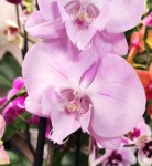 Орхидея Phalaenopsis Big Lip (отцвел, РЕАНИМАШКА)  