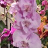 Орхидея Phalaenopsis Big Lip (отцвел, РЕАНИМАШКА)  