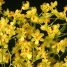 Орхидея Oncidium Twinkle Yellow Fantasy (отцвел)