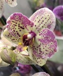 Орхидея Phalaenopsis (цветет, РЕАНИМАШКА)
