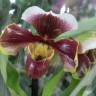 Орхидея Paphiopedilum hybrid (отцвёл, РЕАНИМАШКА)