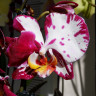 Орхидея Phalaenopsis Bernadetta mutation (отцвел)
