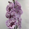 Орхидея Phalaenopsis Big Lip 