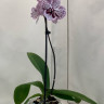 Орхидея Phalaenopsis Big Lip 
