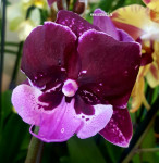 Орхидея Phalaenopsis Hot Kiss, big lip 