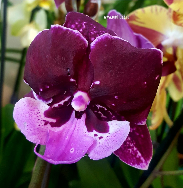 Орхидея Phalaenopsis Hot Kiss, big lip 