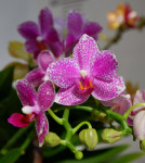Орхидея Phalaenopsis Hualien Pink Galaxy, multiflora (наращивает бутоны)