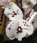 Орхидея Phalaenopsis, Big Lip  