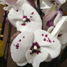 Орхидея Phalaenopsis, Big Lip  