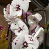 Орхидея Phalaenopsis, Big Lip  