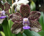 Орхидея Vanda Mimi Palmer (отцвела)