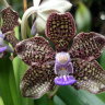 Орхидея Vanda Mimi Palmer (отцвела)