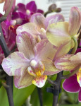 Орхидея Phalaenopsis Perfumе Valkion mutation, multiflora  