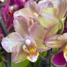 Орхидея Phalaenopsis Perfumе Valkion mutation, multiflora  